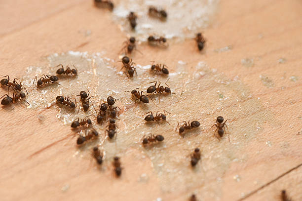 Best Commercial Pest Control Services  in Hastings, PA